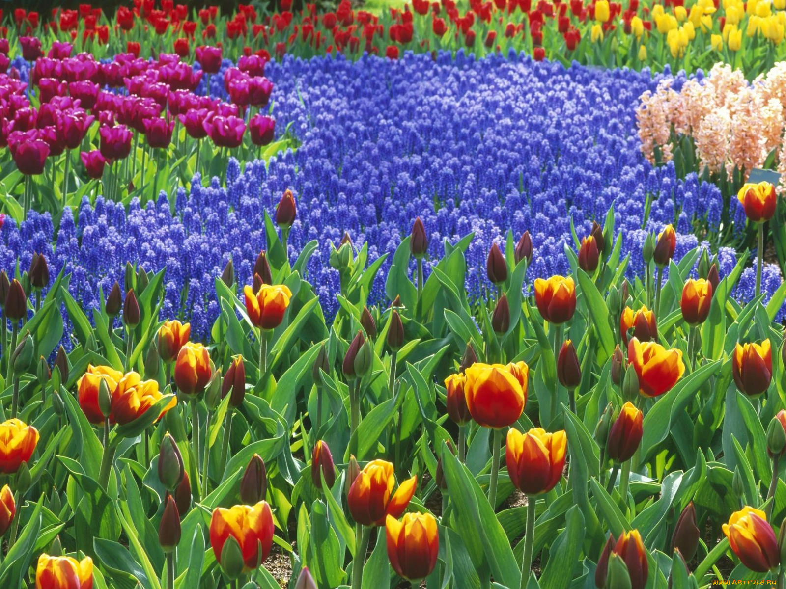 keukenhof, gardens, lisse, holland, , , 